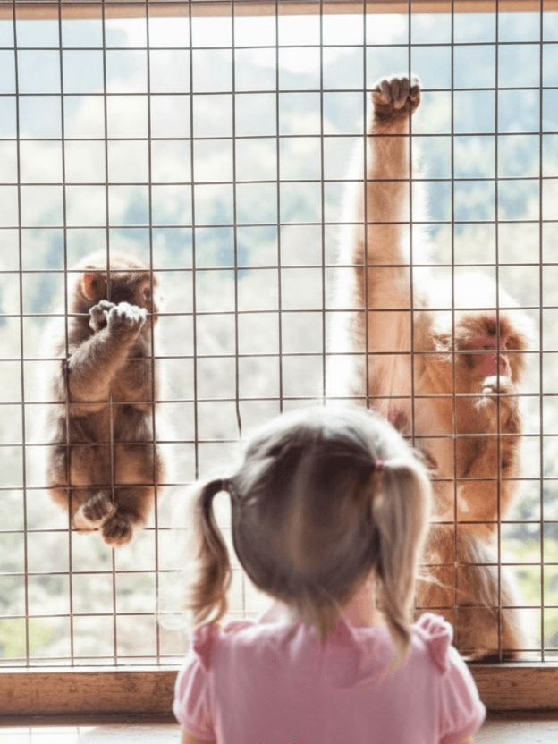 Monkey Safety Nets